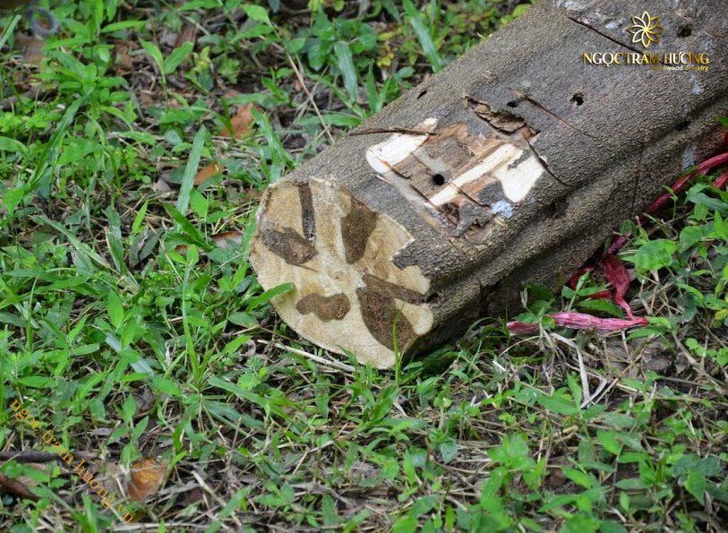 Vòng trầm hương từ thiên nhiên - Ngọc Trầm Hương Gỗ trầm hương hợp mệnh gì