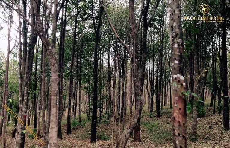 Trầm tốc Lào 